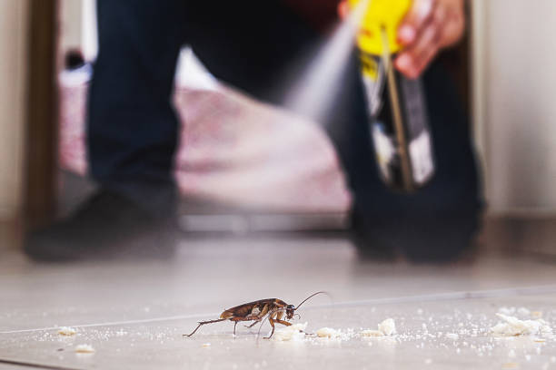 Best Rat Extermination Near Me  in North Pearsall, TX